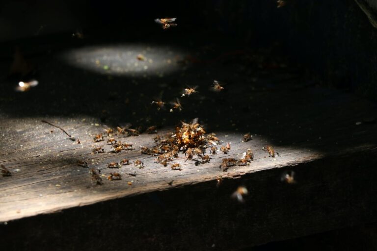 Englewood Pest Control Company