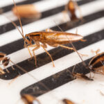 Cockroaches have been caught