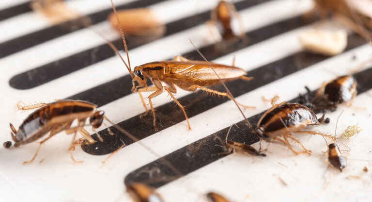 Signature Home Lawn and Pest Control